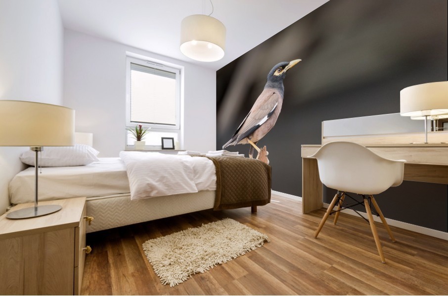 Mynah Bird   Kauai Hawaii 1251 Mural print