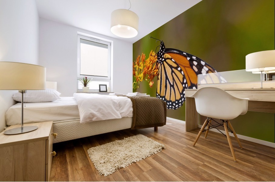 Monarch on Butterfly Weed Mural print