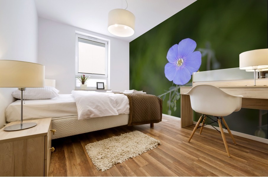 Perennial Blue Flax Wildflower - Linum Perenne Mural print