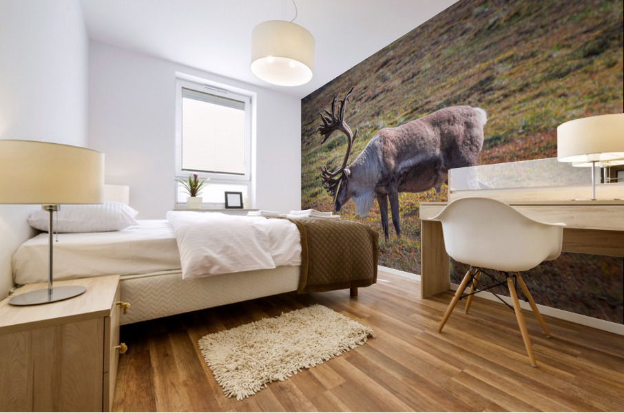 Alaskan Caribou  Mural print