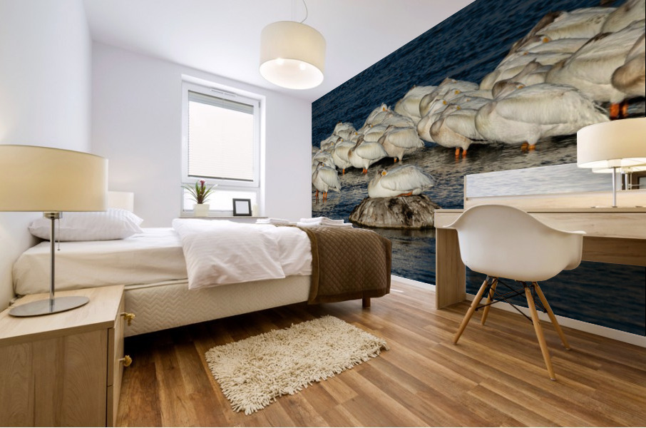 Pelicans Napping Mural print