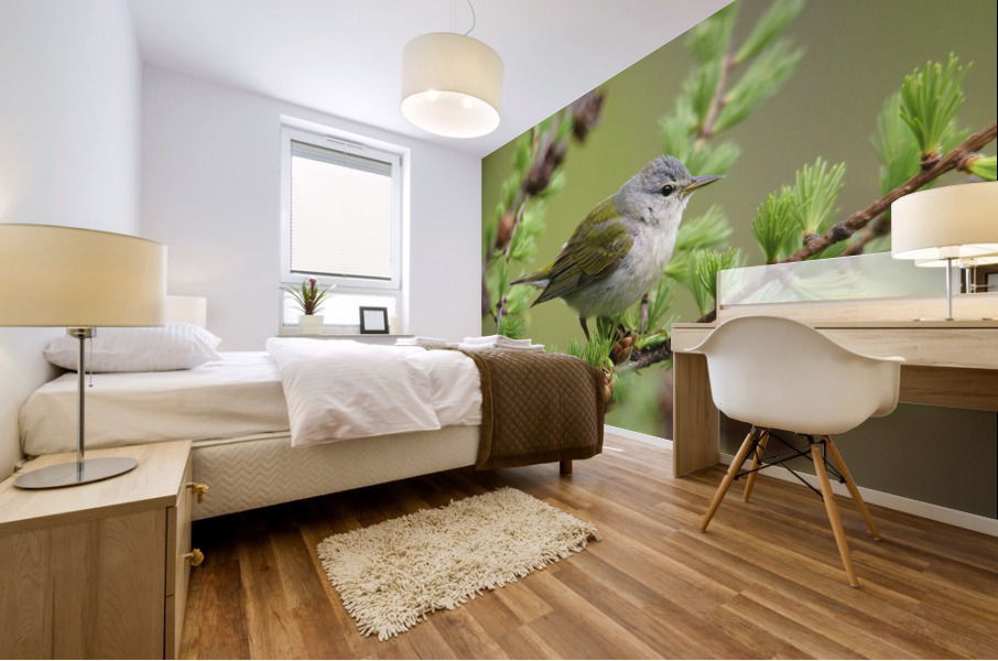 tennessee warbler Mural print