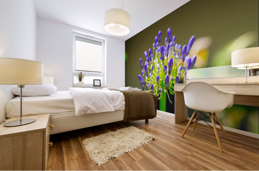 Agapanthus Mural print