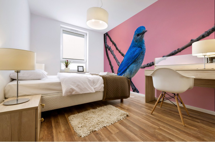 Mountain Bluebird Mural print