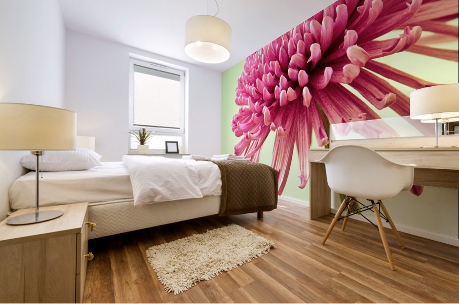 Blushing Chrysanthemum Mural print