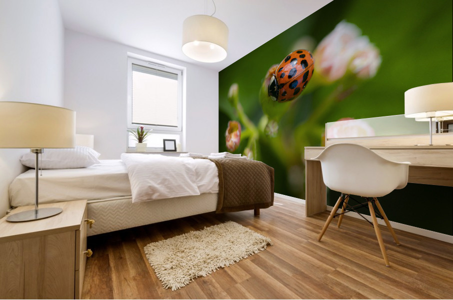 Coccinelle asiatique Mural print