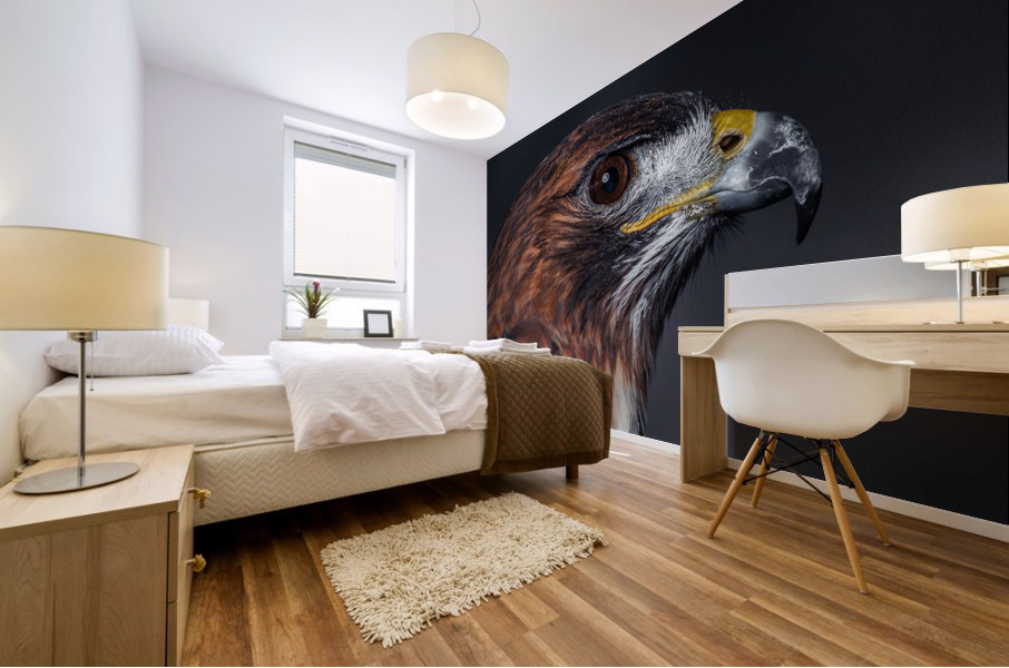 Close Up of a Red tailed Hawk s head Mural print