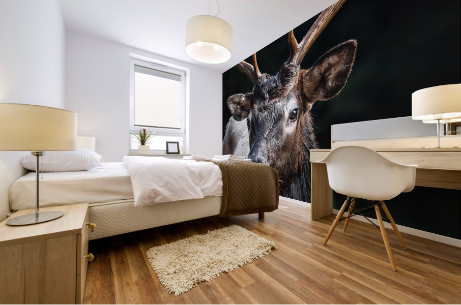 Large Male Elk Eating Grass Mural print