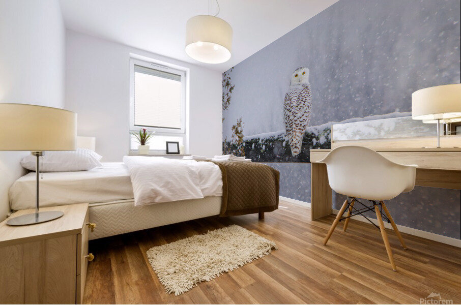 Snowy Owl Stare Mural print