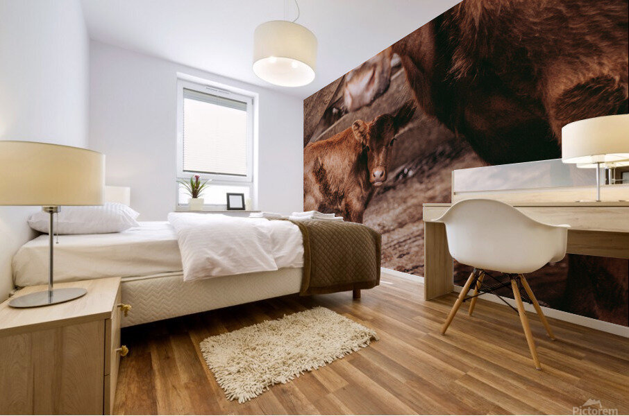 Cow and Calf Mural print