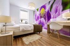 Water Lily Mural print