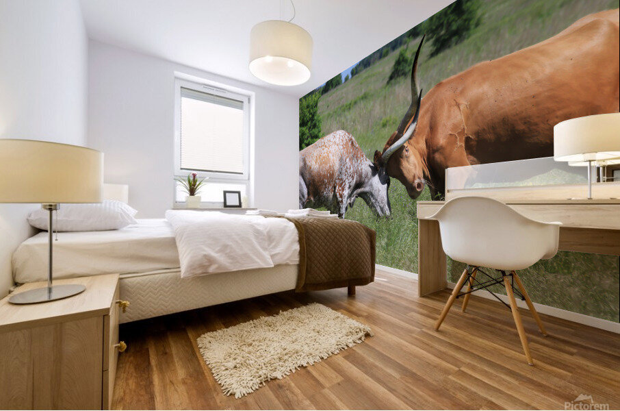 Longhorn Cow Fight Mural print