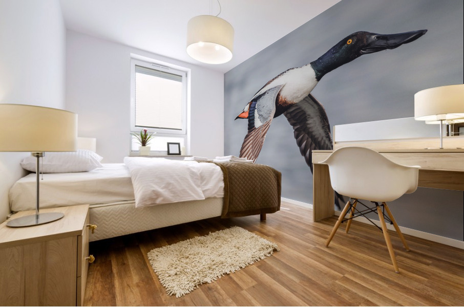 Male Northern Shoveler in Flight Mural print