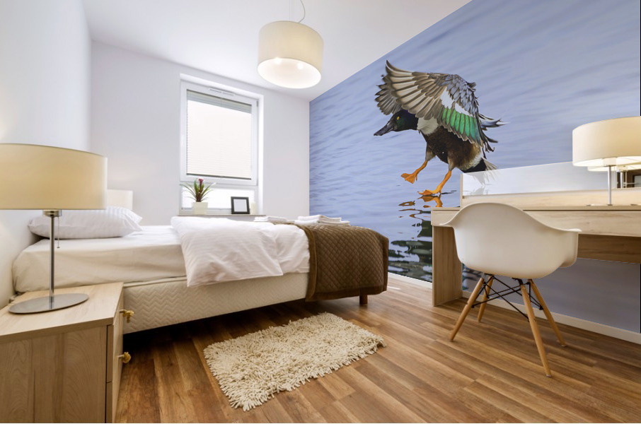 Duck In Flight Just Before Landing Mural print
