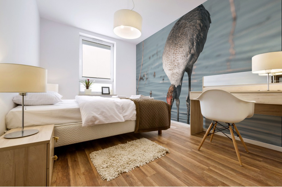 Sandhill Crane In Water Mural print