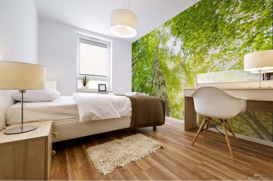 Birch Tree in Spring Mural print