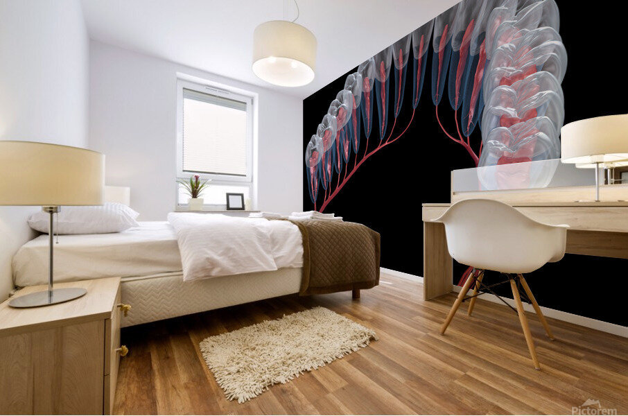 Dental root anatomy Xray view Mural print