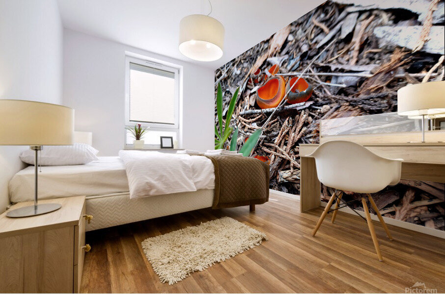 Sequoia Fungi  Mural print