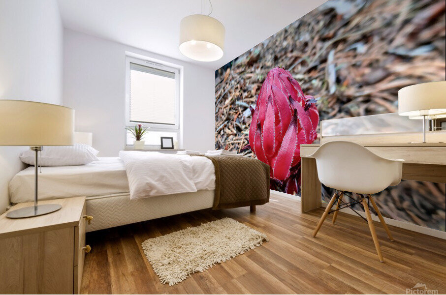 Sequoia Fungi  Mural print