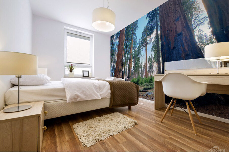 Sequoia and Kings Canyon National Park  Mural print