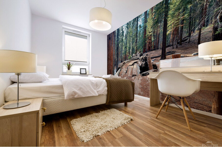 Auto Log- Sequoia National Park  Mural print
