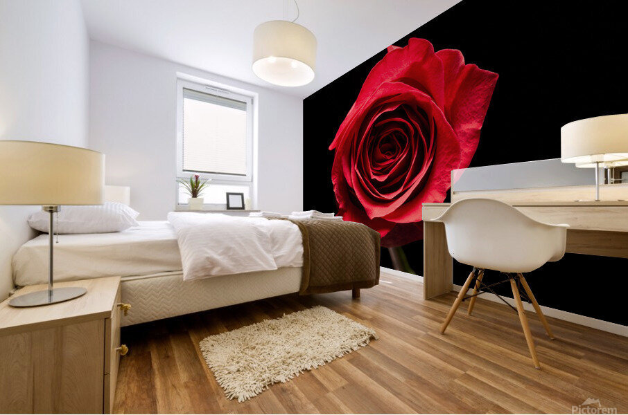 Red rose flower isolated on black background Mural print