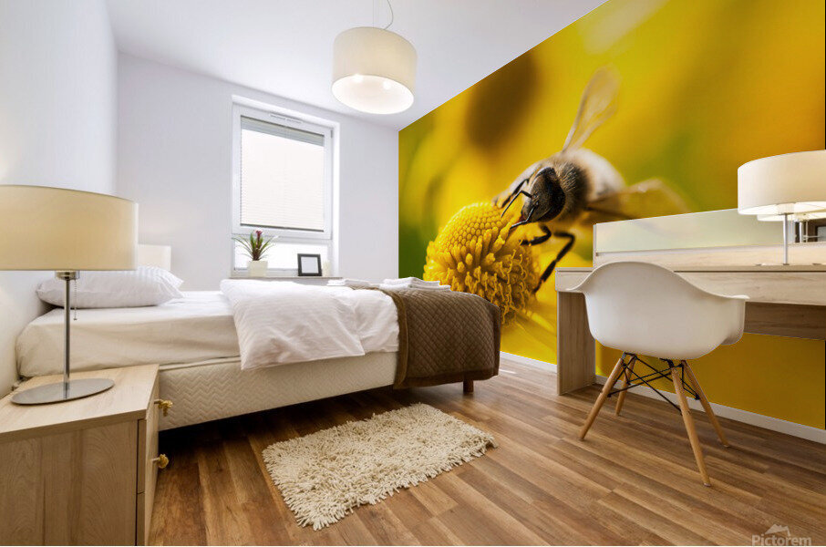 Mining bee on a yellow flower Mural print