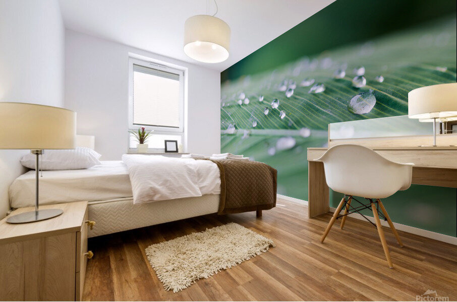 water drops on a leaf after the rain Mural print