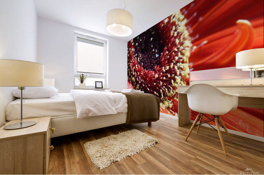 Red Daisy Mural print