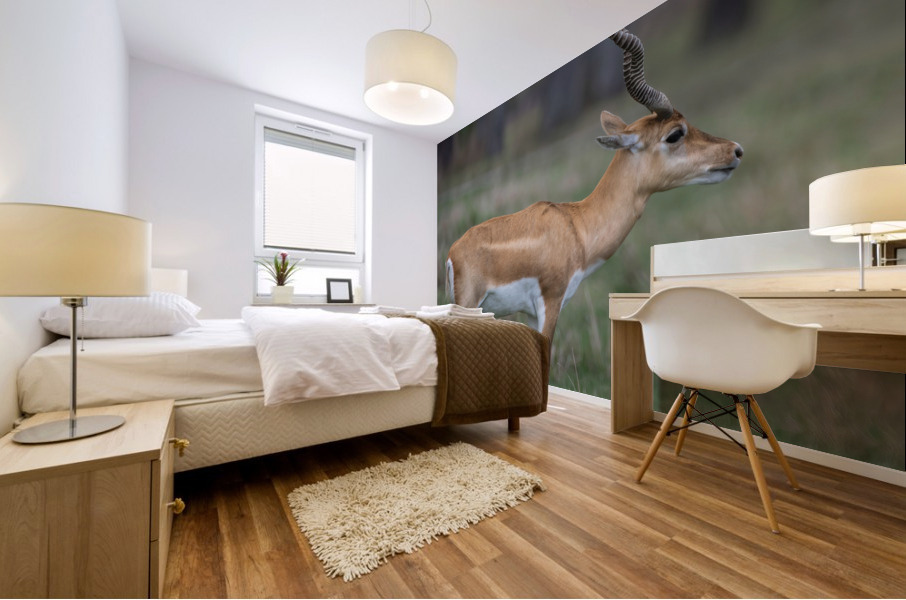  ANTILOPE Mural print