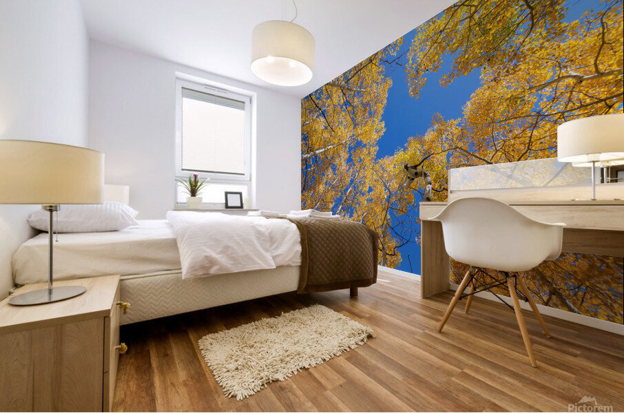 Aspen  Curve Mural print