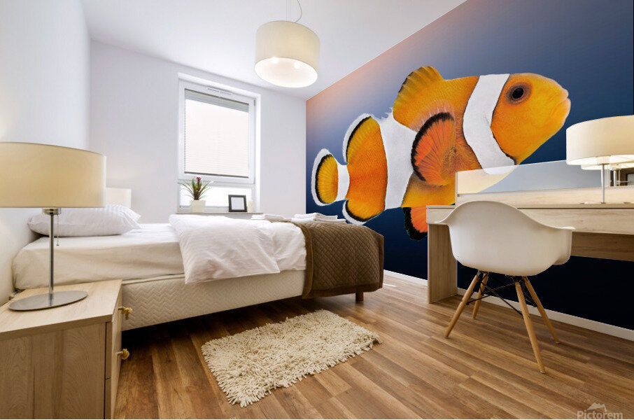 Clown Fish Mural print