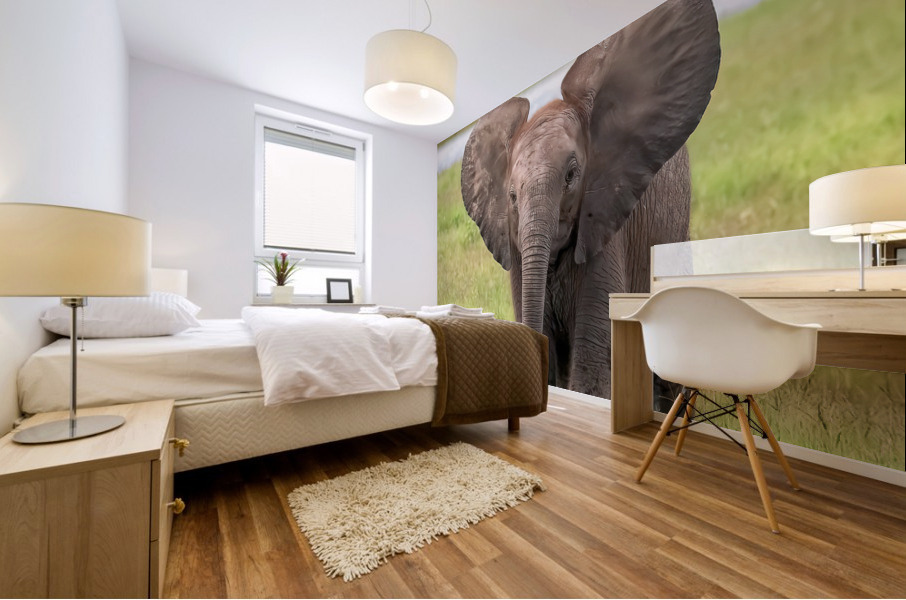 Baby Elephant Big Ears Mural print