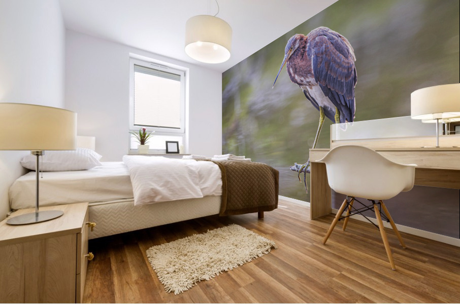 2022 Sept 27 TricoloredHeron01 Mural print