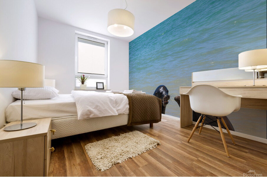 Sante Fe Sealions Mural print