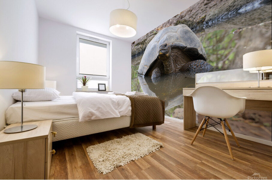 Galapagos Giant Tortoise Reflection Mural print