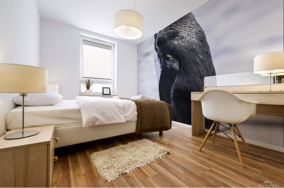 Galapagos Penguin Mural print