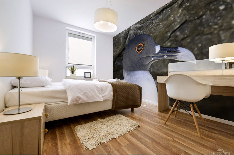 Swallow tailed Gull Mural print