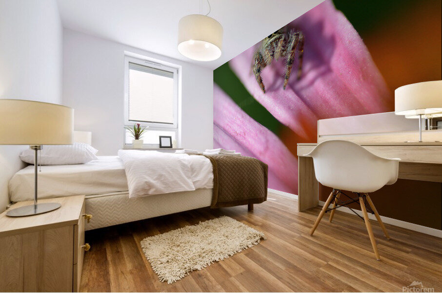 Gray spider on purple coneflower Mural print