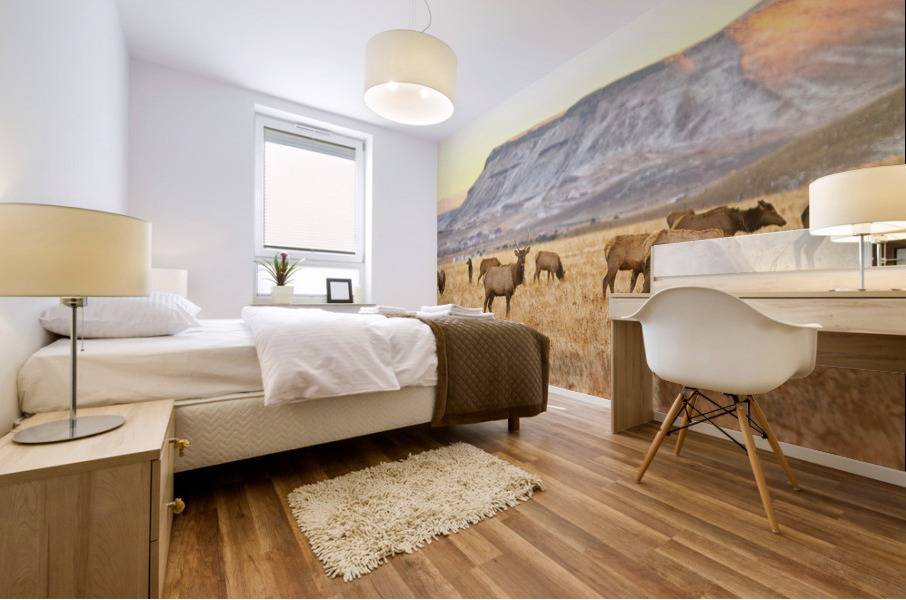 Elk Heard Grazing Rocky Mountain Foothills Mural print