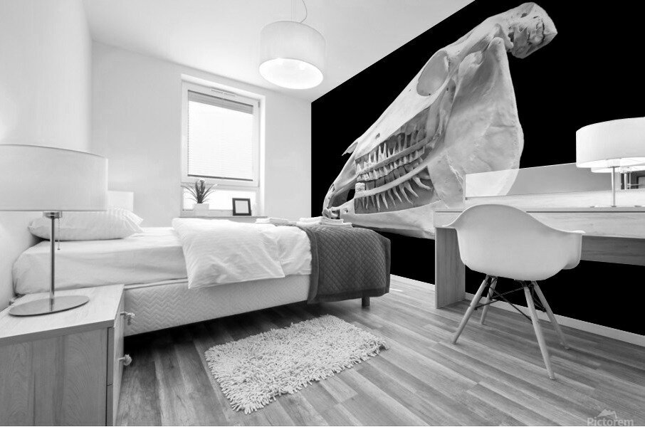 Horse Skull Showing Embedded Teeth Mural print