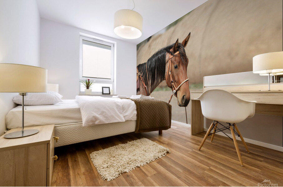 Cow Horse Lucy Mural print