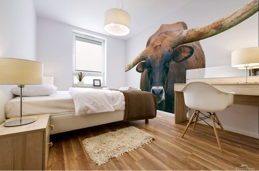 Longhorn Cow - Wide Format - Off White Background Mural print