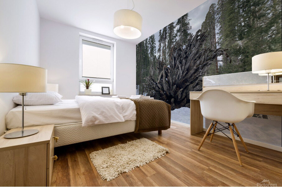 Redwood Root Yosemite  Mural print