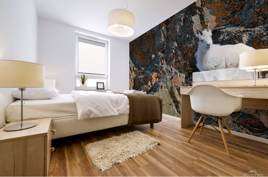 Ram sheep along Seward Highway Mural print