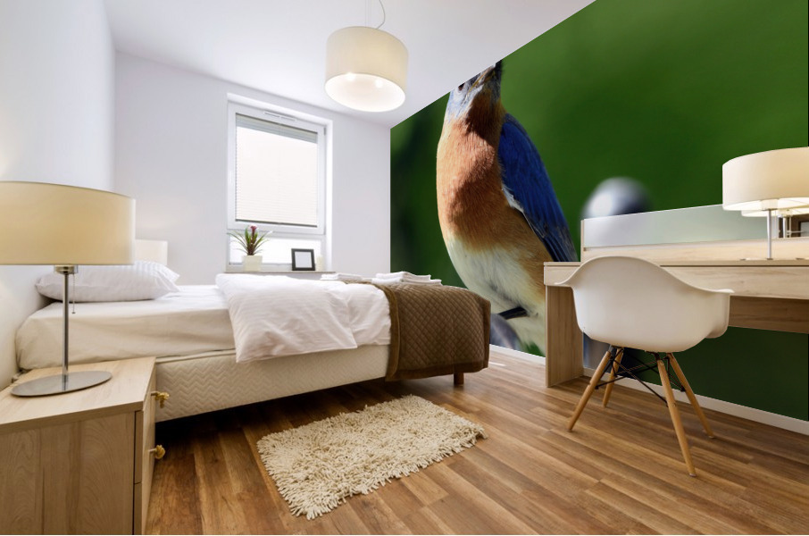 Eastern Bluebird Mural print