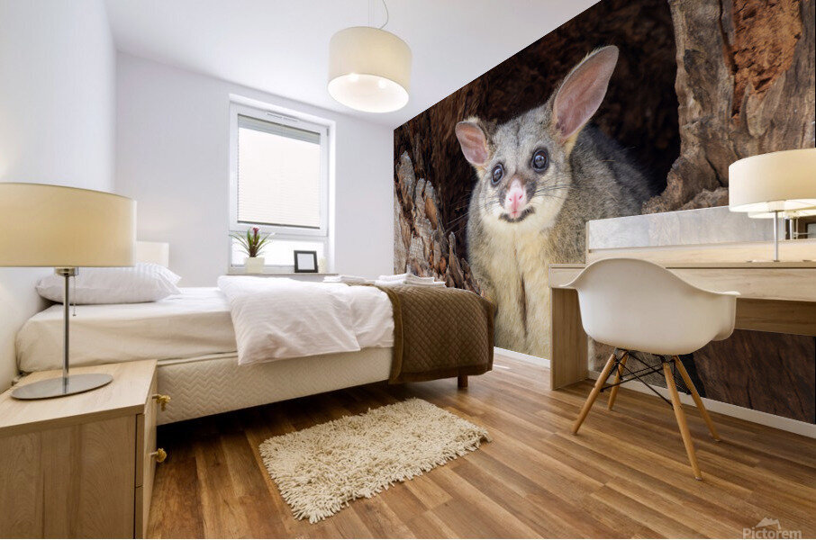 Brush-tailed Possum Mural print