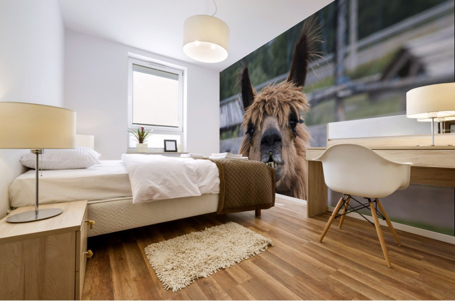 Alpaga pas content Impression murale