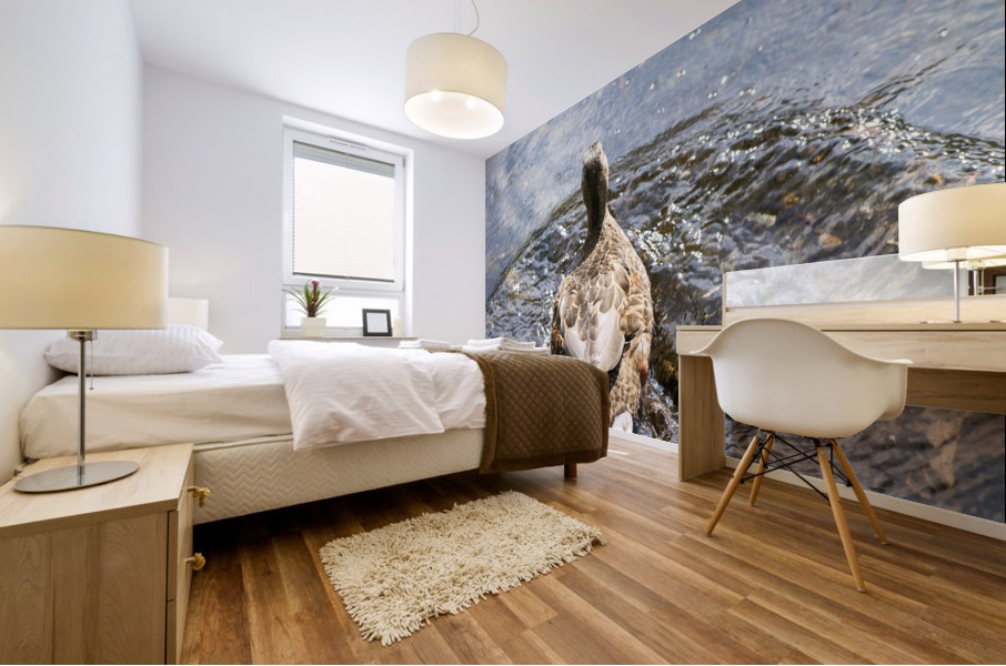  Canard qui joue dans leau Mural print