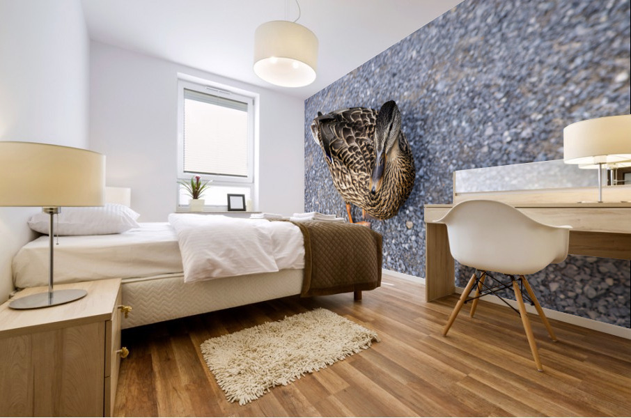 Canard au soleil   Mural print